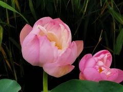 -大塘金香草谷
