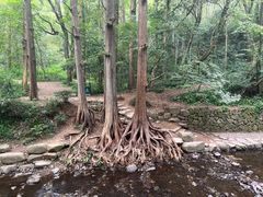 -西湖风景区十里琅珰-五云山