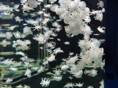 -太平洋海底世界