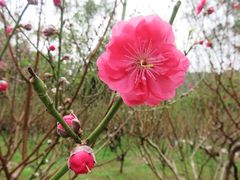 -桃花涧
