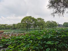 -洪湖生态旅游区