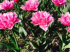 -长春公园(普阳街道)