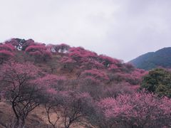 -新建村梅花