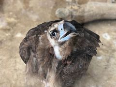 -青岛森林野生动物世界