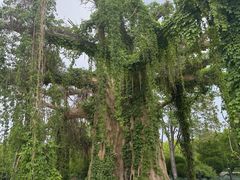 -石家庄市植物园