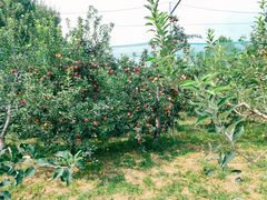 -意大利农场度假村