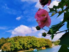 -上海共青森林公园