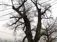 -康陵正德春饼宴26号