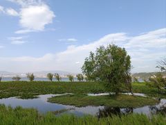 -洱海月湿地公园