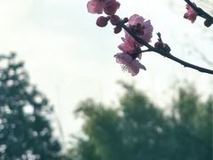 -月湖风景区
