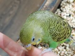 -吉丁鸟咖·异宠·寄养