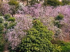 -广东花都湖国家湿地公园
