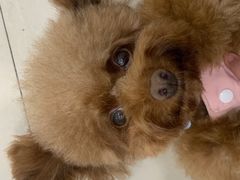 -佳雯宠物医院(金华南路分院)