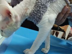 -宠福鑫动物医院(望京分院)