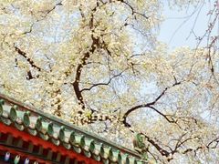 -北京国子监胡同