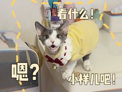 -猫大福·Fortune Cat猫舍(百子湾店)