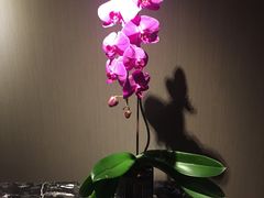 -新加坡泛太平洋酒店