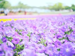 -杭州湾海上花田景区