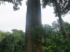 -海南霸王岭国家森林公园