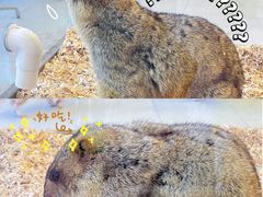 -怪兽屋·羊驼·猫咖·狗咖(俊华广场店)