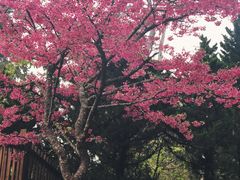 -阿里山神木遗迹