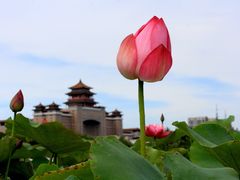 -莲花池公园