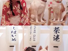 -柴迷FANS CLUB·柴犬狗咖·猫咖