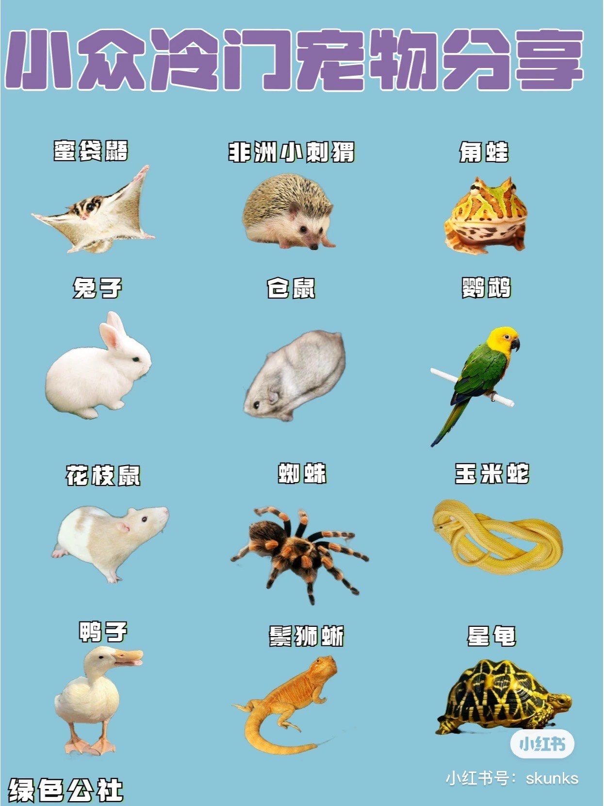 冷门宠物 快来了解一下吧#宠物馆 #养宠物必备小知识