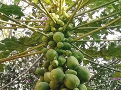 -瑞丽独树成林风景区