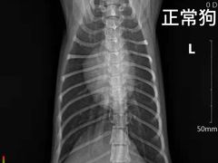 -瑞鹏宠物医院·猫科·宠保定点(梅溪湖分院)