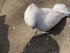 -上海野生动物园