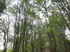 -火炉山森林公园