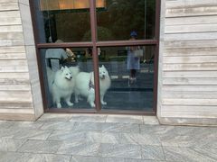 -上海崇明金茂凯悦酒店