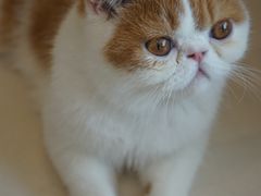 -飞行喵MR PILOT|猫舍·猫咖(静安大融城店)