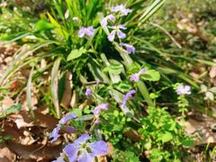 -上海佘山国家森林公园天马山园