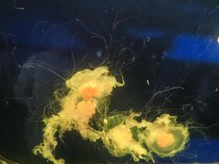 -西安曲江海洋极地公园