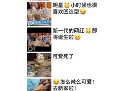 当天本猫舍五个猫家长来接猫因为这个猫特别萌还拍了朋友圈给大家分享-Bastet sally猫舍购宠(静安店)