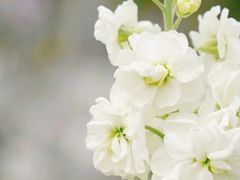 -狐尾山公园