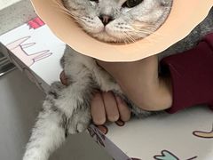 -伟伟宠物医院·瑞派猫友好医院·猫科(光谷店)