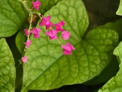 -北京植物园-展览温室