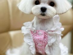 -鑫艺宠物美容培训学校