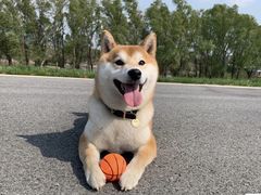 -萌宠之家·腊肠犬·马尔泰·小体犬舍