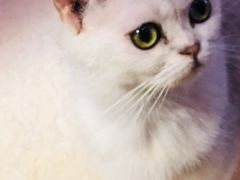 -猫色咖啡·猫咖