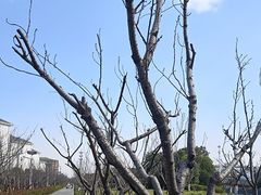-高东镇樱花园