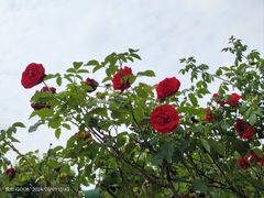 -顾村公园
