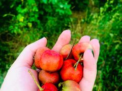 -北京西山国家森林公园