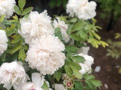 -曹州百花园