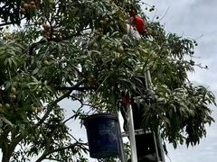 -非烤勿扰韩料自助烤肉(松山湖万科店)