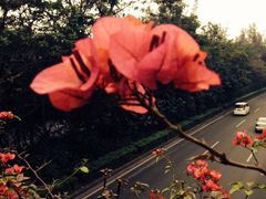 iphone_upload_pic-东部华侨城