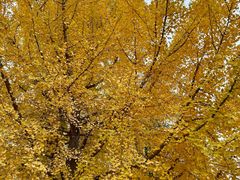 -辽宁大学(崇山校区)